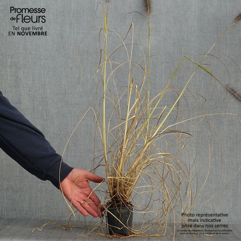 Amostra de Pennisetum alopecuroides Lepage Gold Vaso de 8/9 cm tal como entregue no outono