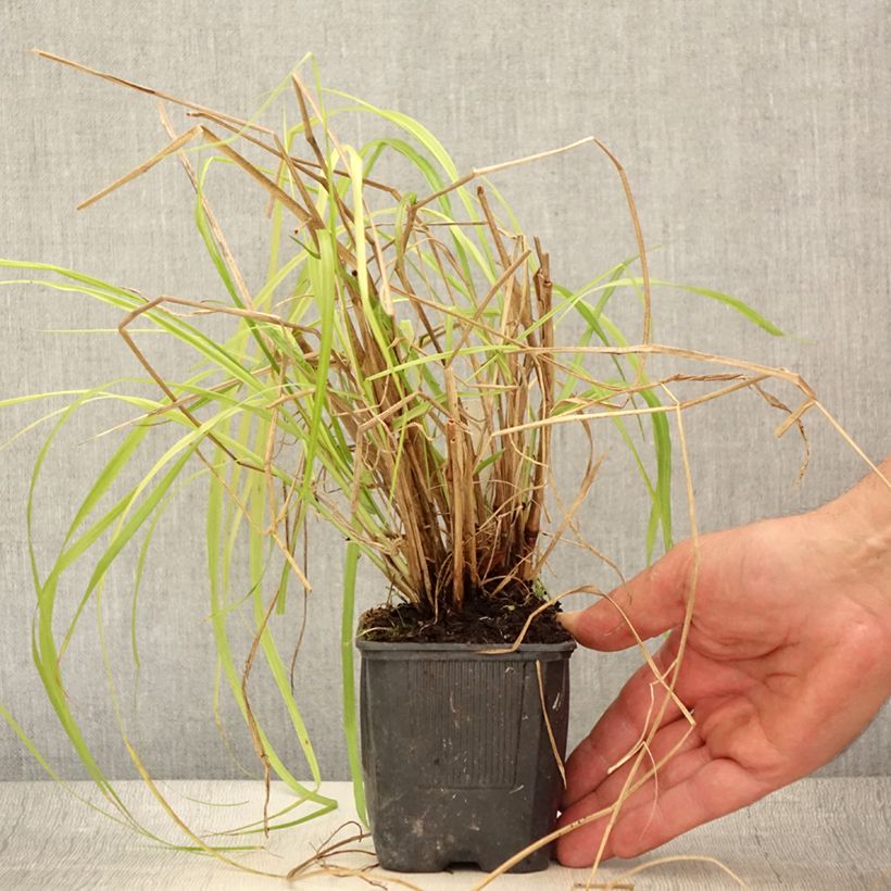 Amostra de Pennisetum alopecuroides Lepage Gold Vaso de 8/9 cm tal como entregue no verão