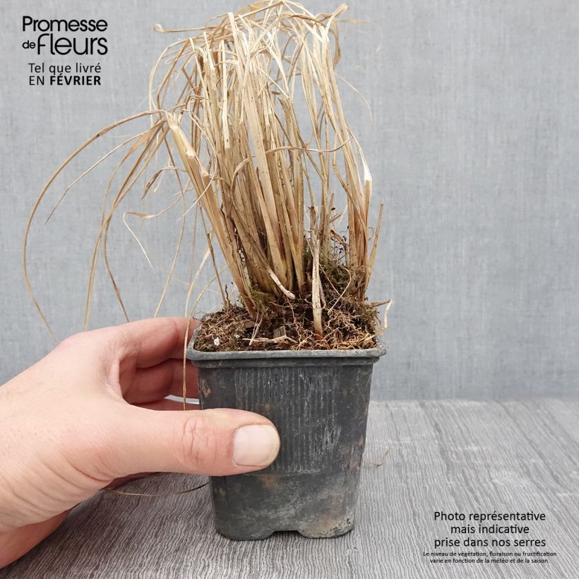 Amostra de Pennisetum alopecuroides Lepage Gold - Herbe aux écouvillons Godet de 8/9 cm tal como entregue no inverno
