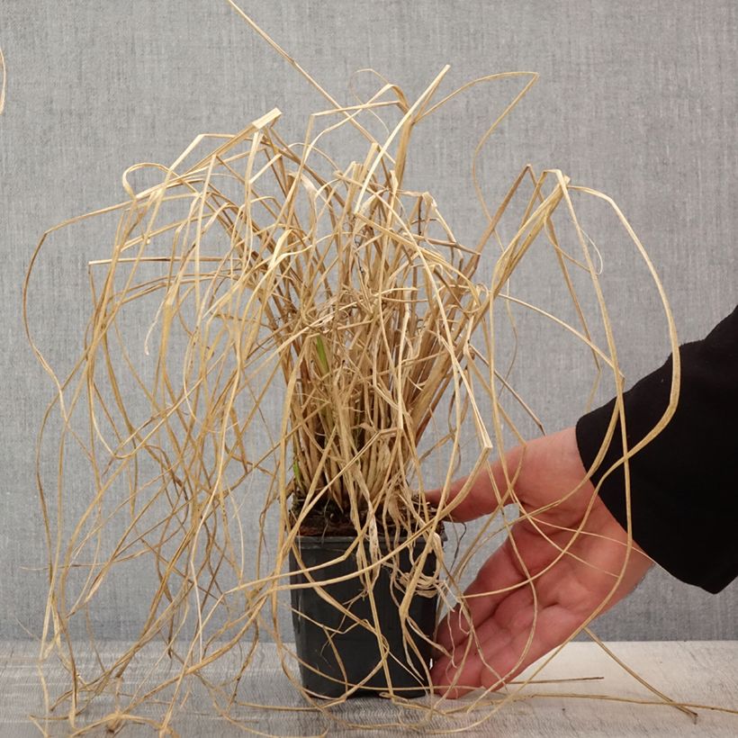 Amostra de Pennisetum alopecuroides Lepage Gold Vaso de 8/9 cm tal como entregue na primavera