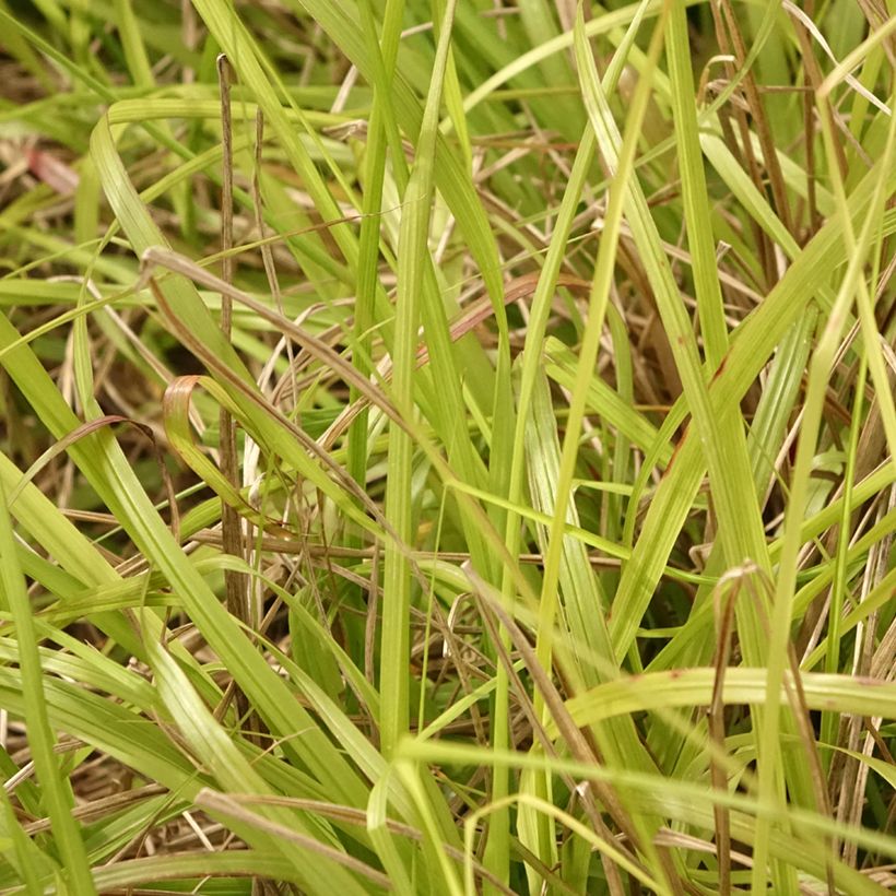 Pennisetum alopecuroides Lepage Gold (Folhagem)