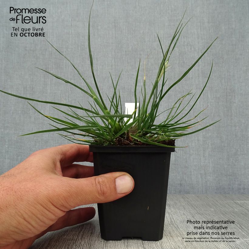 Amostra de Pennisetum alopecuroides Little Bunny Vaso de 8/9 cm tal como entregue no outono