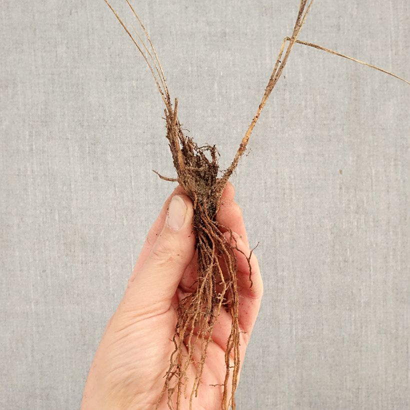 Amostra de Pennisetum alopecuroides Little Bunny Raízes nuas tal como entregue no inverno