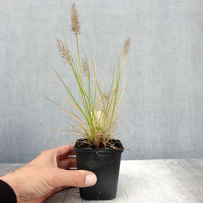 Amostra de Pennisetum alopecuroides Lumen Gold Vaso de 8/9 cm tal como entregue no outono