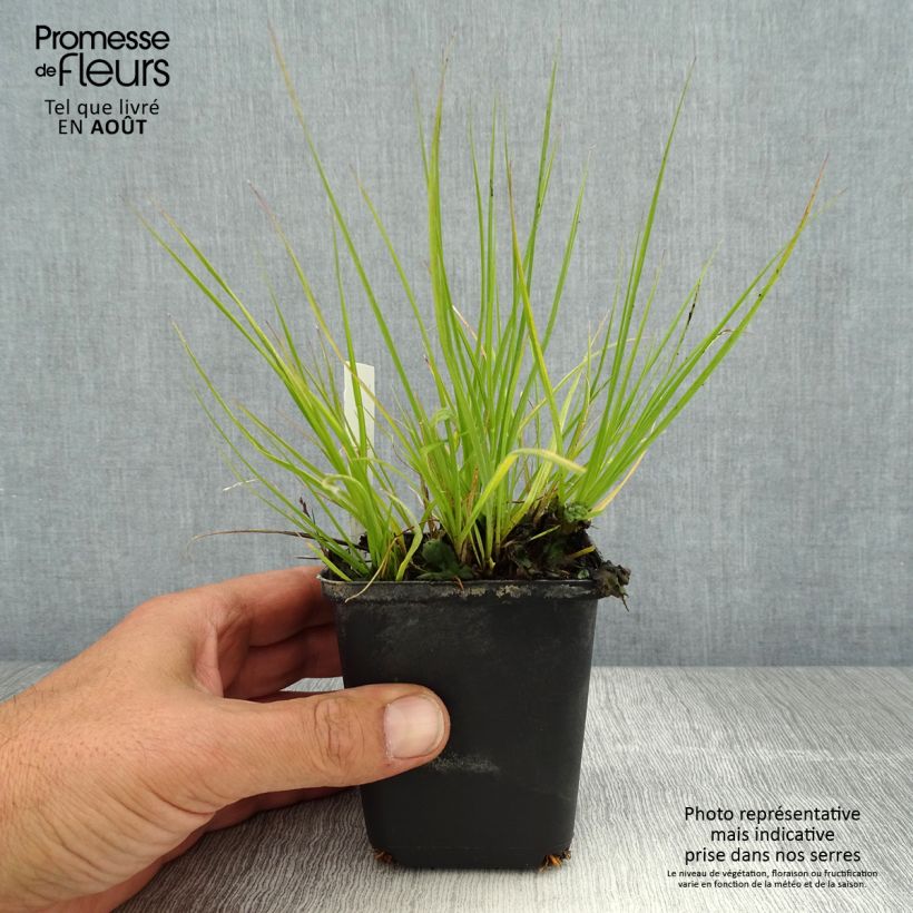 Amostra de Pennisetum alopecuroides Lumen Gold Vaso de 8/9 cm tal como entregue no verão