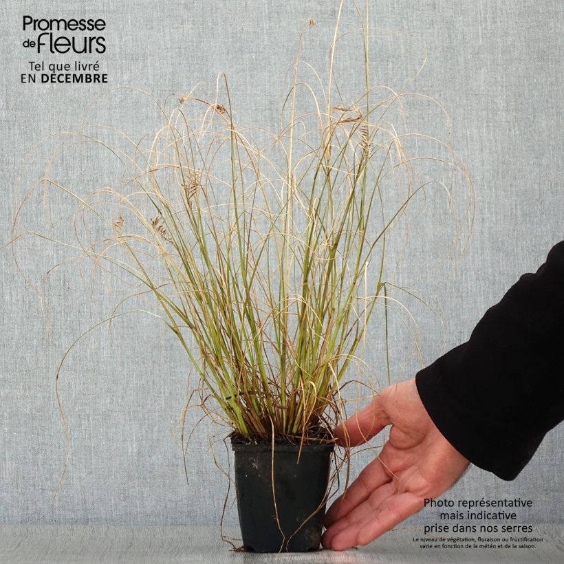 Amostra de Pennisetum alopecuroides Lumen Gold Vaso de 8/9 cm tal como entregue no inverno