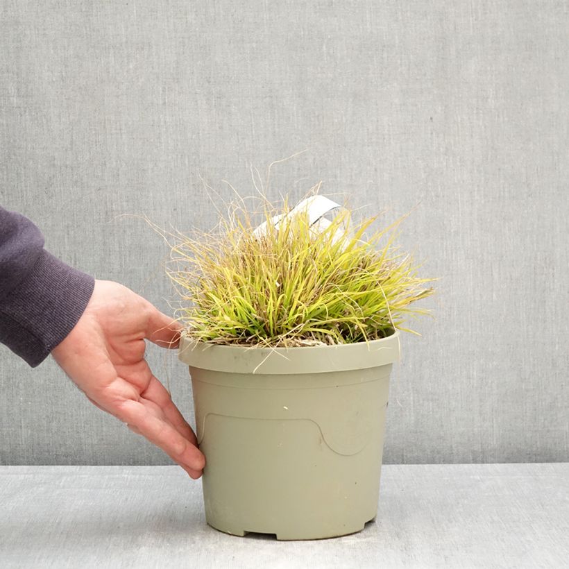Amostra de Pennisetum alopecuroides Lumen Gold Vaso de 3 L/4 L tal como entregue na primavera