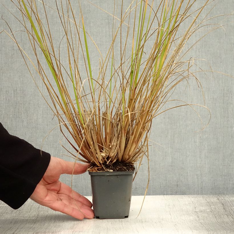 Amostra de Pennisetum alopecuroides Magic Vaso de 8/9 cm tal como entregue no outono