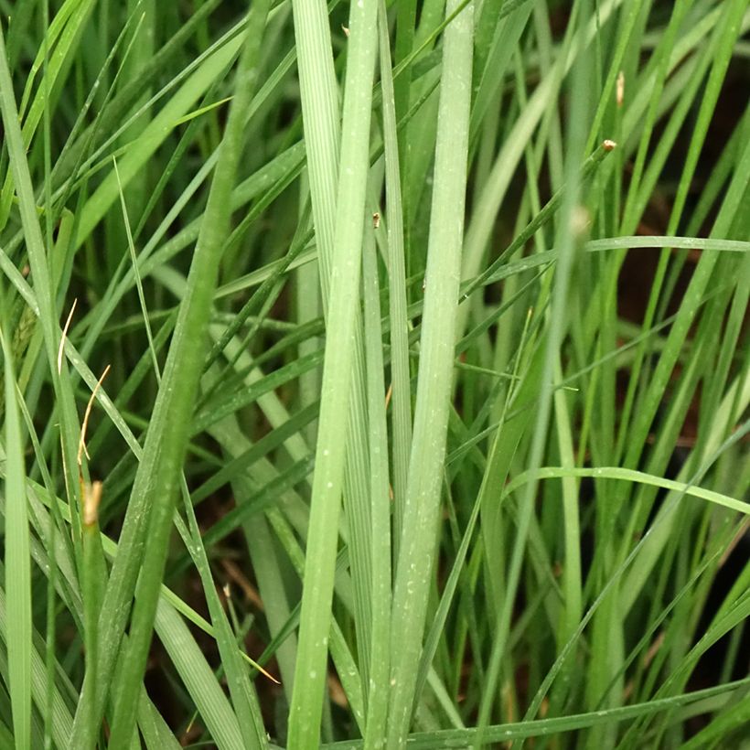 Pennisetum alopecuroides Moudry (Folhagem)