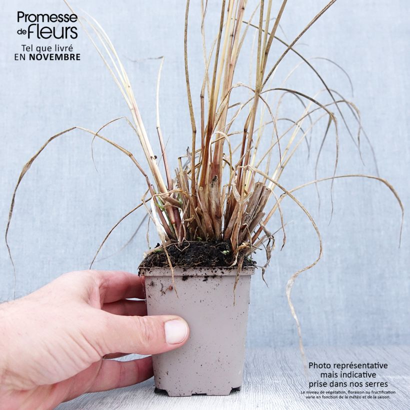 Amostra de Pennisetum alopecuroides National Arboretum Vaso de 8/9 cm tal como entregue no outono