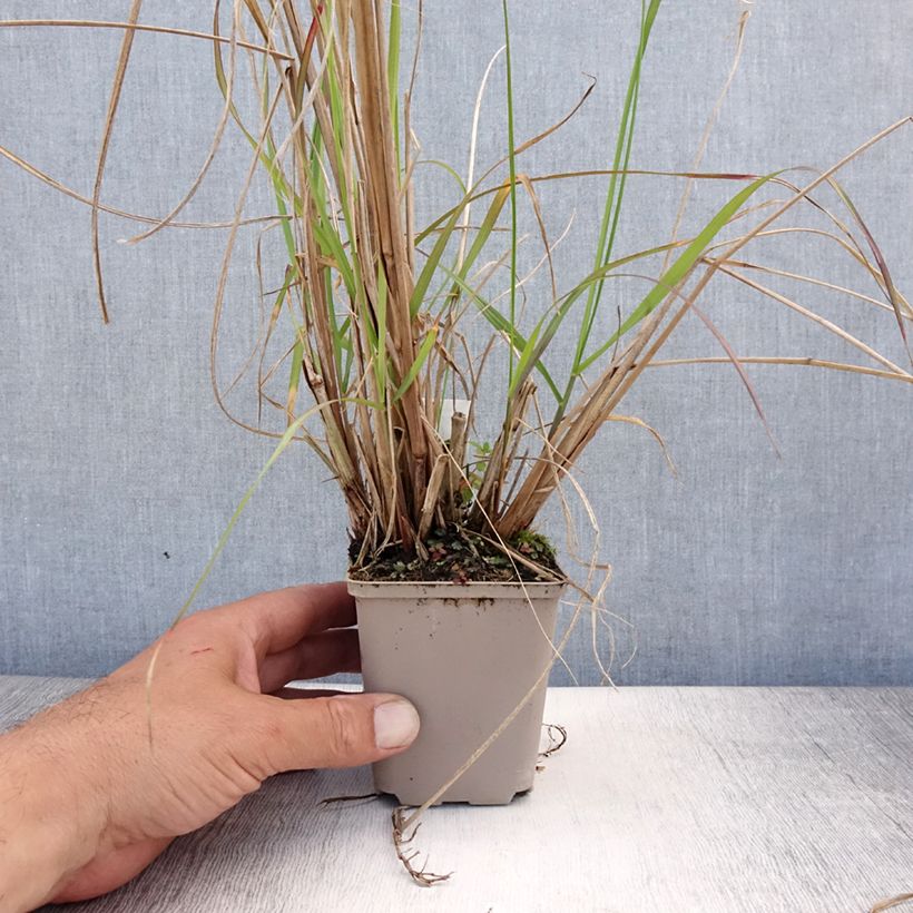 Amostra de Pennisetum alopecuroides National Arboretum Vaso de 8/9 cm tal como entregue no verão