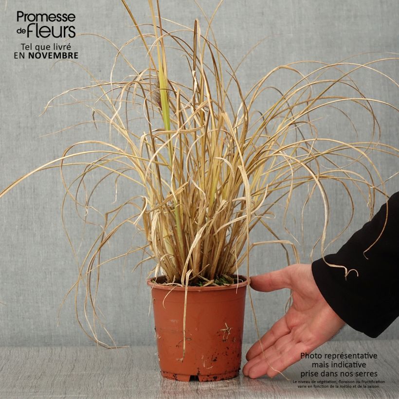 Amostra de Pennisetum alopecuroides National Arboretum - Herbe aux écouvillons pourpres Pot de 1L/1,5L tal como entregue no outono