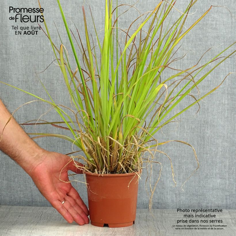 Amostra de Pennisetum alopecuroides National Arboretum Vaso de 1 L/1,5 L tal como entregue no verão