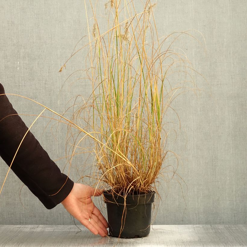 Amostra de Pennisetum alopecuroides National Arboretum - Herbe aux écouvillons pourpres Pot de 3L/4L tal como entregue no outono