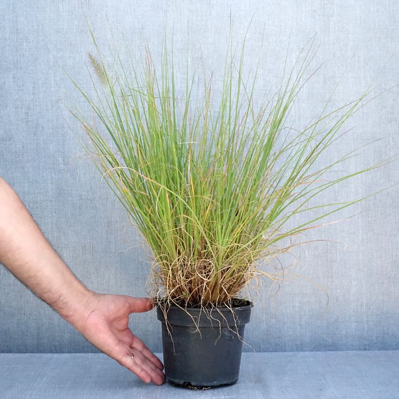 Amostra de Pennisetum alopecuroides National Arboretum Vaso de 3 L/4 L tal como entregue no verão