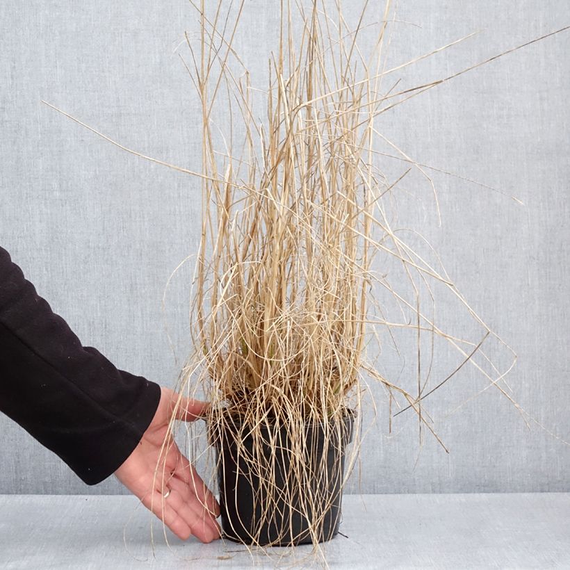 Amostra de Pennisetum alopecuroides National Arboretum Vaso de 3 L/4 L tal como entregue na primavera