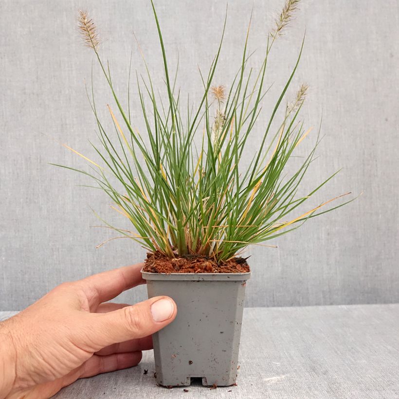 Amostra de Pennisetum alopecuroides Piglet Vaso de 8/9 cm tal como entregue no outono
