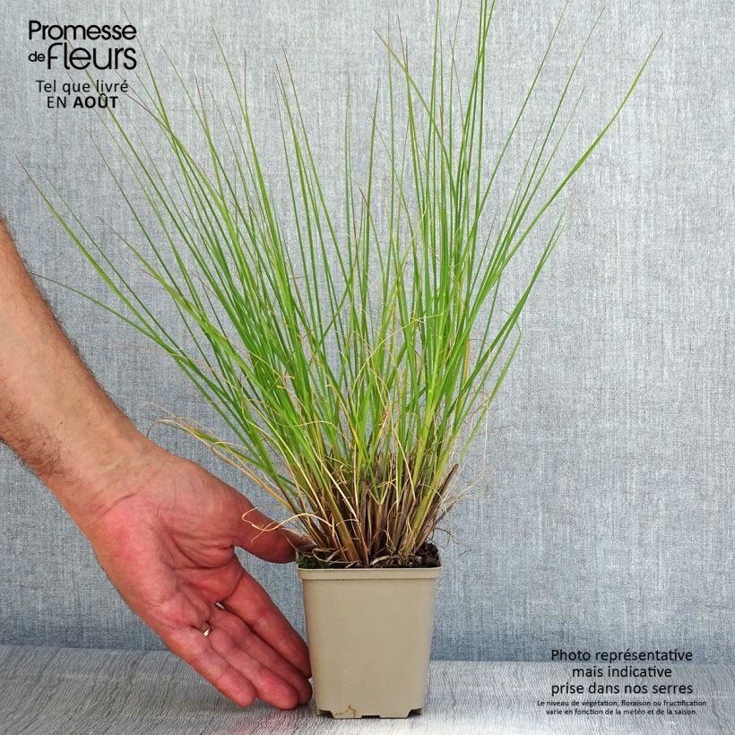 Amostra de Pennisetum alopecuroides Piglet Vaso de 8/9 cm tal como entregue no verão