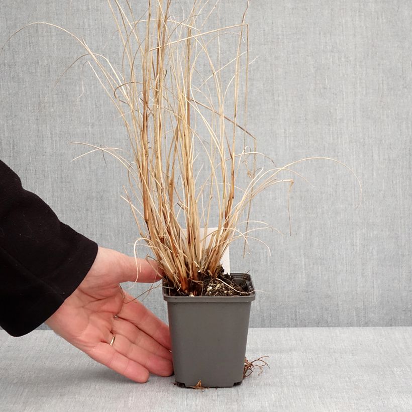 Amostra de Pennisetum alopecuroides Piglet Vaso de 8/9 cm tal como entregue no inverno