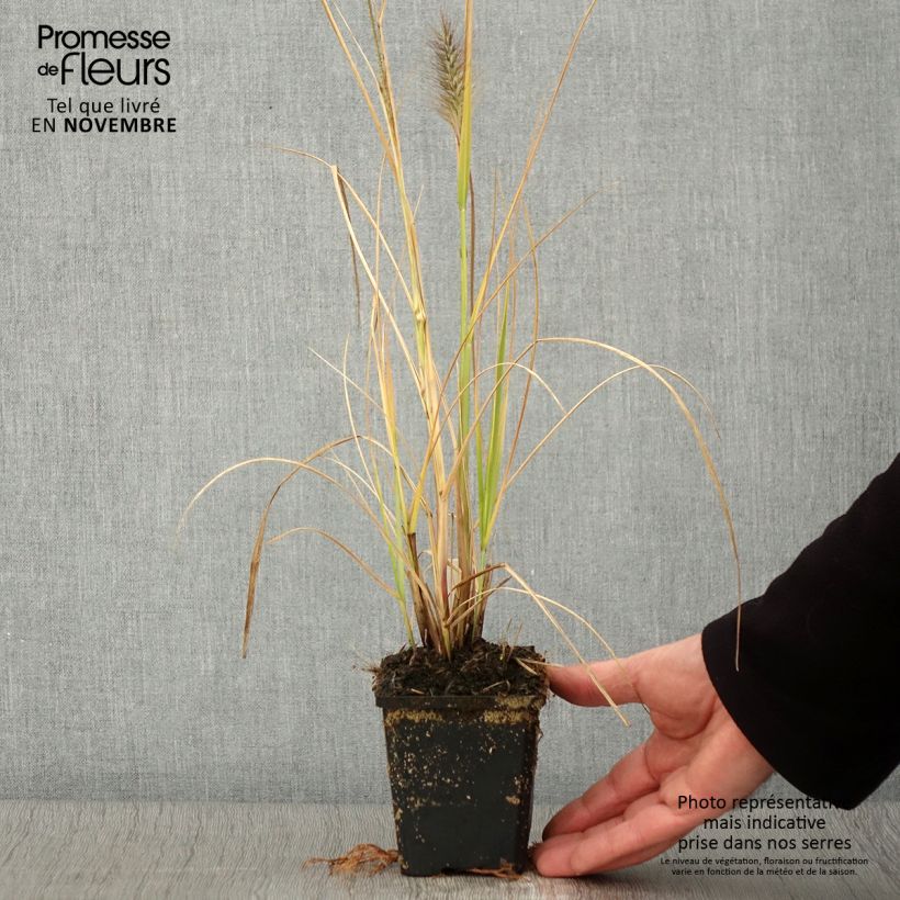 Amostra de Pennisetum alopecuroides Red Head Vaso de 8/9 cm tal como entregue no outono