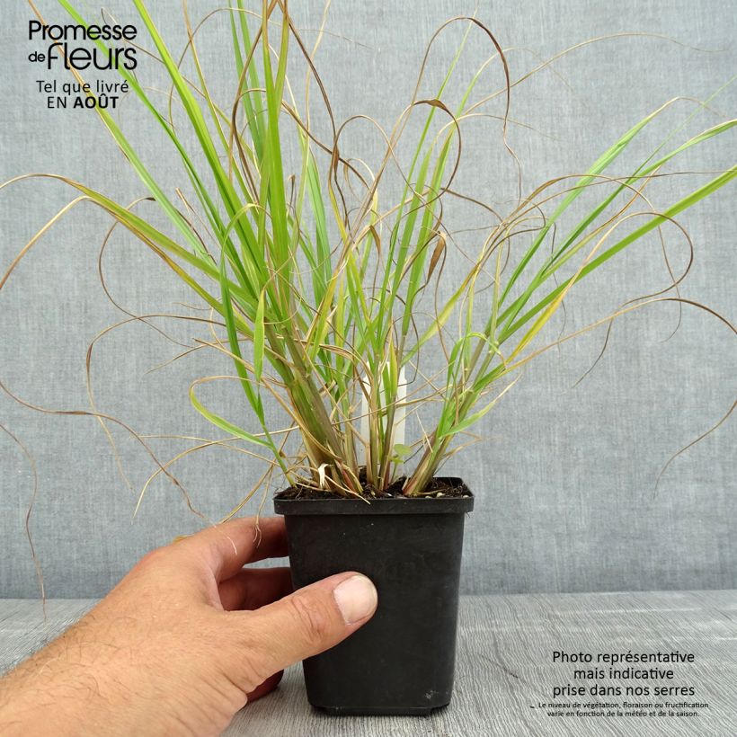 Amostra de Pennisetum alopecuroides Red Head Vaso de 8/9 cm tal como entregue no verão