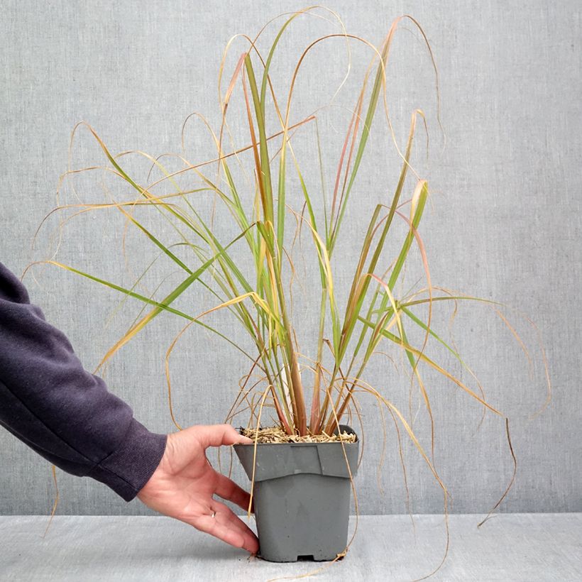 Amostra de Pennisetum alopecuroides Red Head Vaso de 2 L/3 L tal como entregue no outono