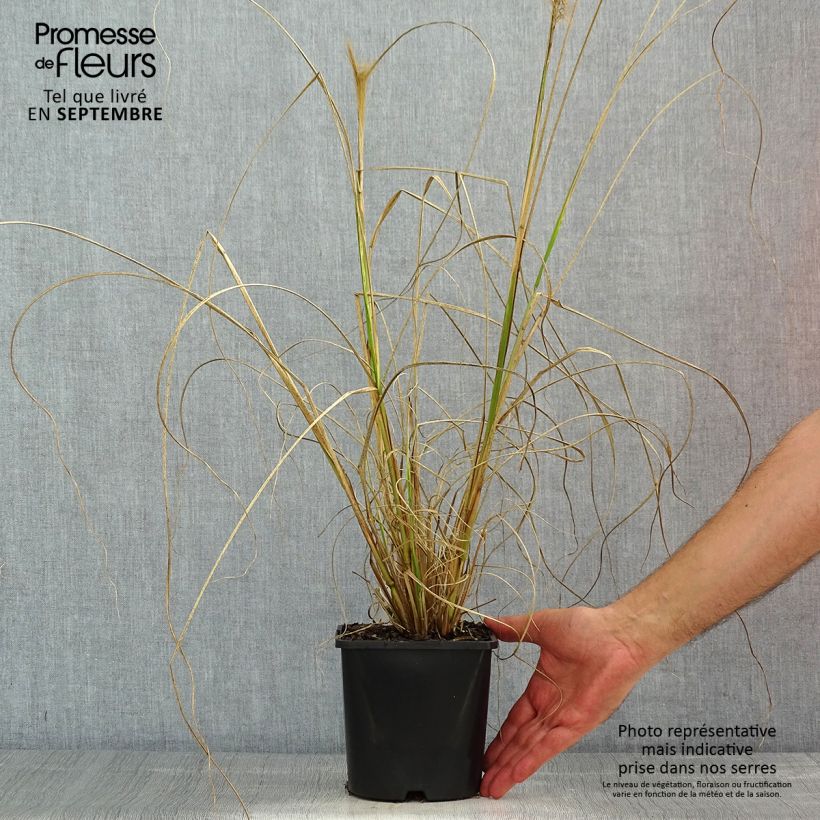 Amostra de Pennisetum alopecuroides Red Head Vaso de 2 L/3 L tal como entregue no verão