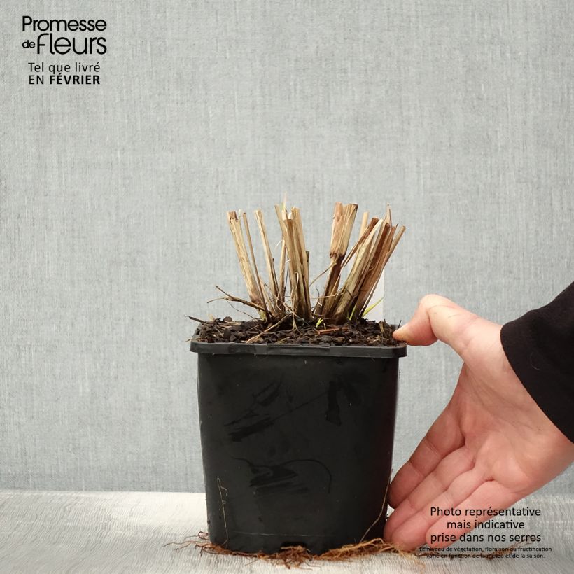 Amostra de Pennisetum alopecuroides Red Head Vaso de 2 L/3 L tal como entregue no inverno