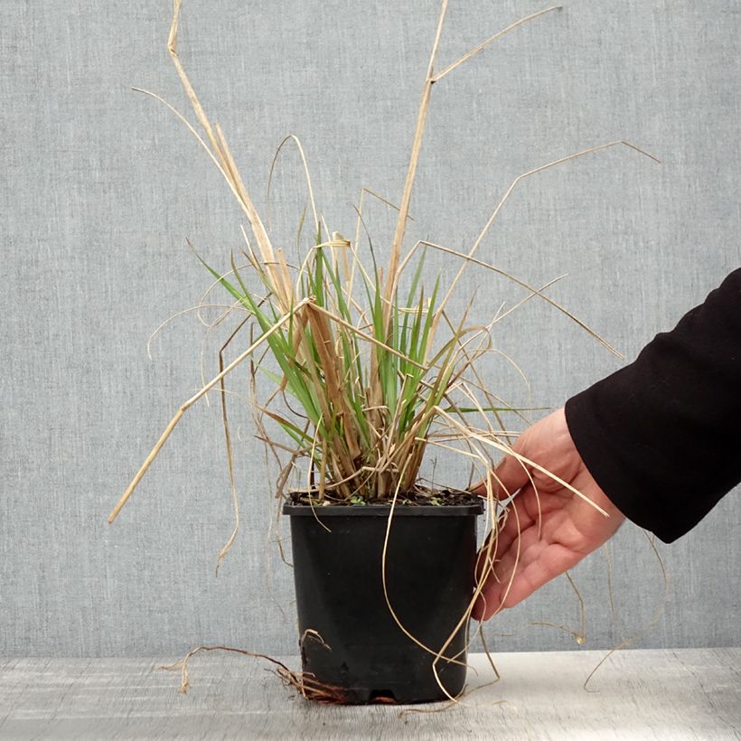 Amostra de Pennisetum alopecuroides Red Head Vaso de 2 L/3 L tal como entregue na primavera