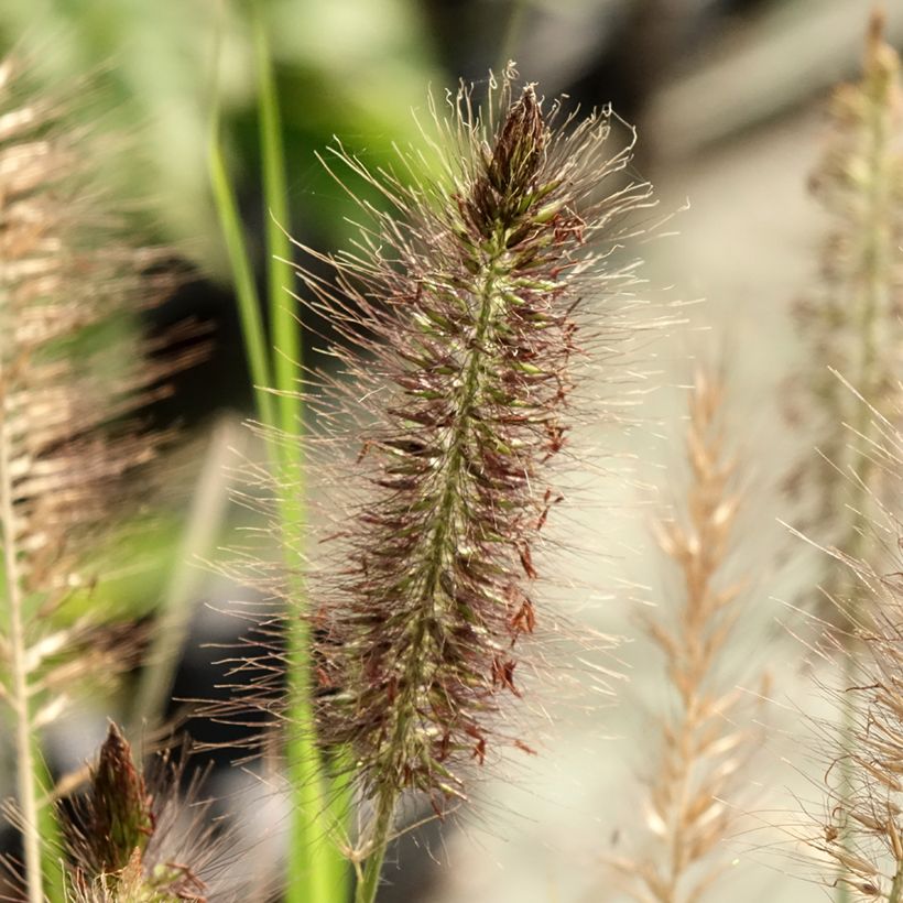 Pennisetum alopecuroides Red Head (Floração)