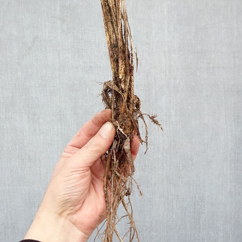 Amostra de Pennisetum alopecuroides Red Head Raízes nuas tal como entregue no inverno