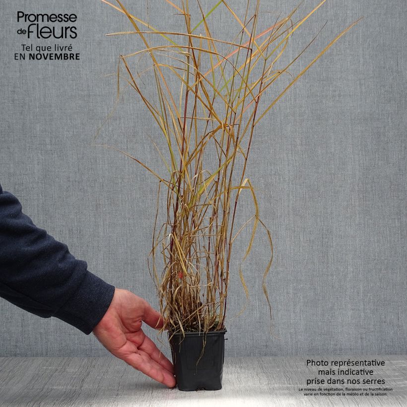 Amostra de Pennisetum incomptum Vaso de 8/9 cm tal como entregue no outono
