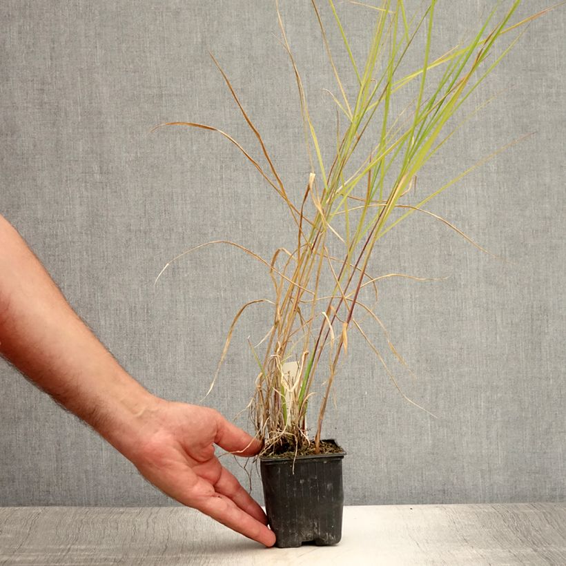 Amostra de Pennisetum incomptum Vaso de 8/9 cm tal como entregue no verão