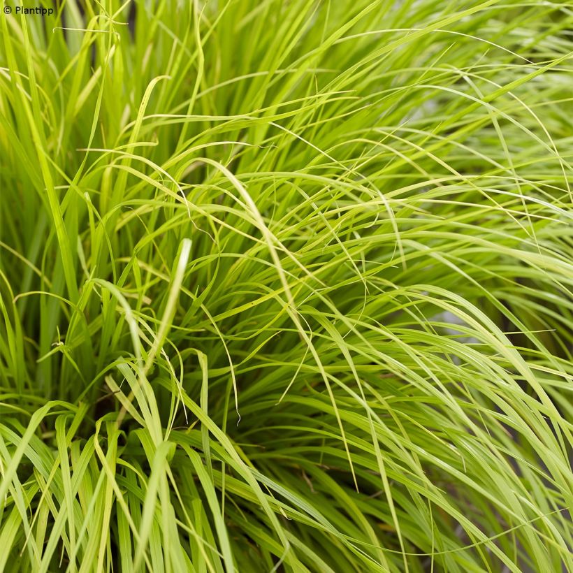 Pennisetum alopecuroides Lumen Gold (Folhagem)