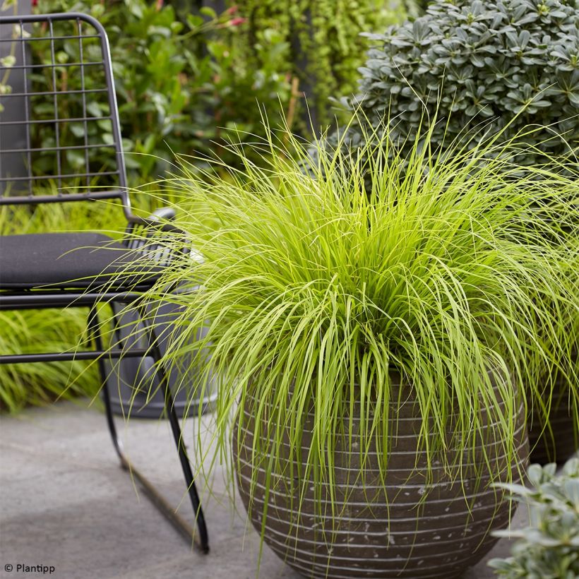 Pennisetum alopecuroides Lumen Gold (Hábito)