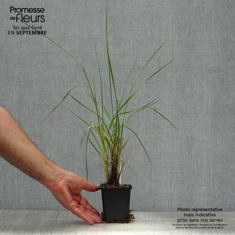 Amostra de Pennisetum macrourum Vaso de 8/9 cm tal como entregue no outono