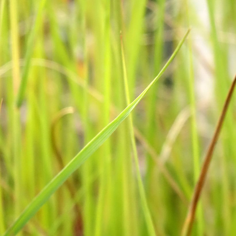 Pennisetum macrourum (Folhagem)