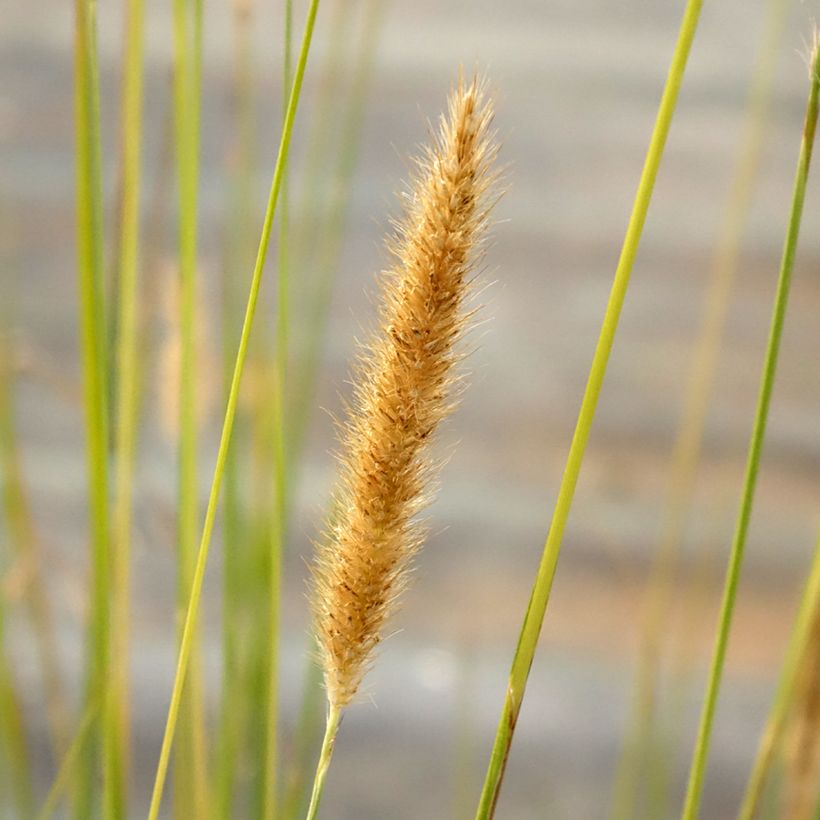 Pennisetum macrourum (Floração)