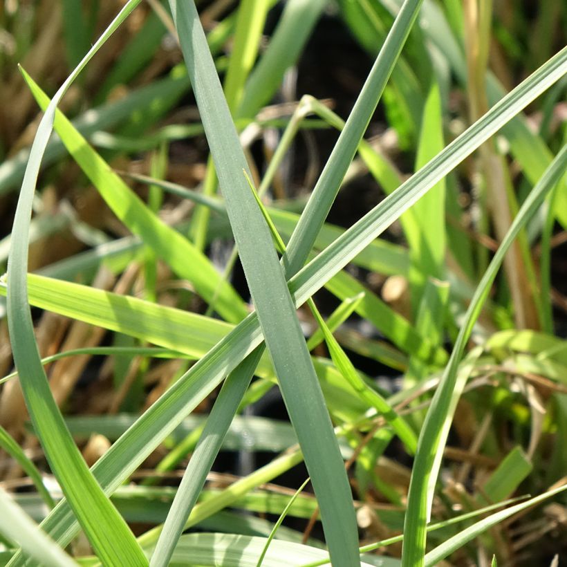 Pennisetum macrourum White Lancer (Folhagem)