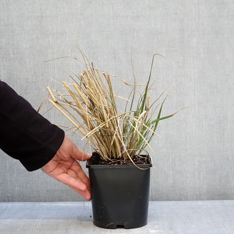 Amostra de Pennisetum macrourum White Lancer Vaso de 1,5 L/2 L tal como entregue no inverno