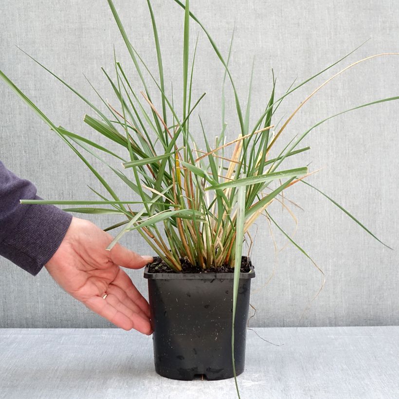 Amostra de Pennisetum macrourum White Lancer Vaso de 1,5 L/2 L tal como entregue na primavera