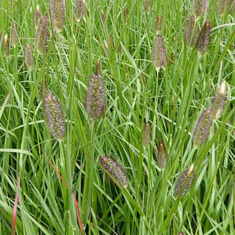 Pennisetum massaicum Red Bunny Tail (Floração)