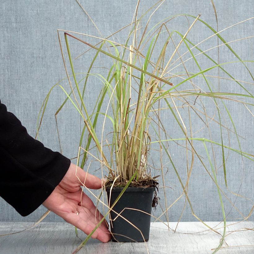 Amostra de Pennisetum massaicum Red Bunny Tail Vaso de 8/9 cm tal como entregue no outono