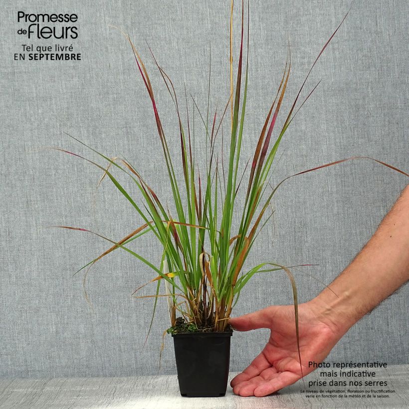 Amostra de Pennisetum massaicum Red Bunny Tail Vaso de 8/9 cm tal como entregue no verão