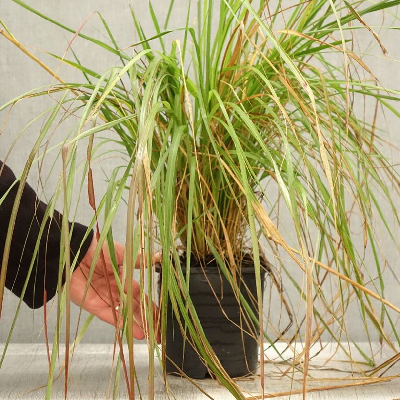 Amostra de Pennisetum massaicum Red Bunny Tail Vaso de 2 L/3 L tal como entregue no outono