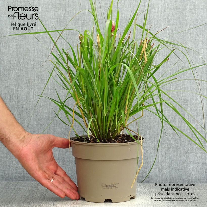 Amostra de Pennisetum massaicum Red Bunny Tail Vaso de 2 L/3 L tal como entregue no verão