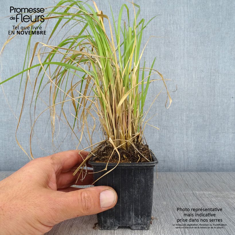 Amostra de Pennisetum massaicum Red Button Vaso de 8/9 cm tal como entregue no outono
