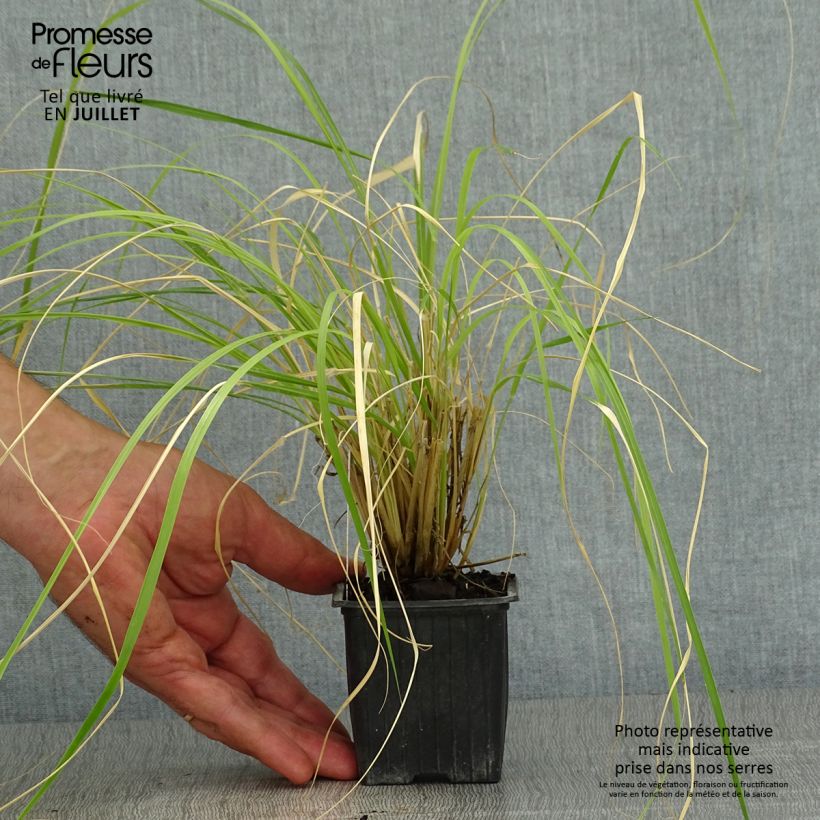 Amostra de Pennisetum massaicum Red Button Vaso de 8/9 cm tal como entregue no verão