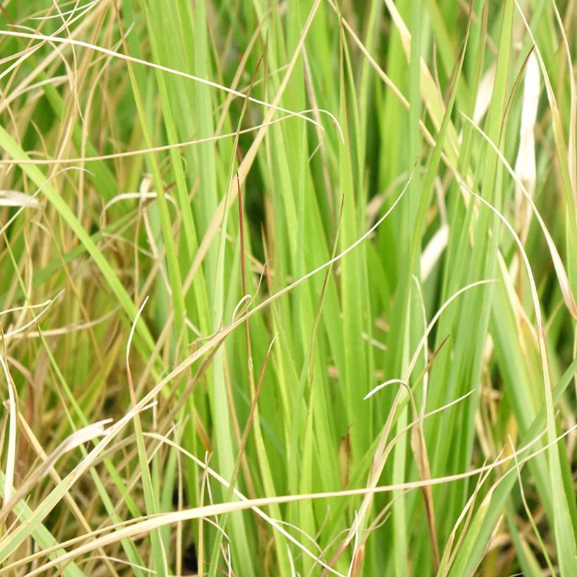 Pennisetum massaicum Red Button (Folhagem)