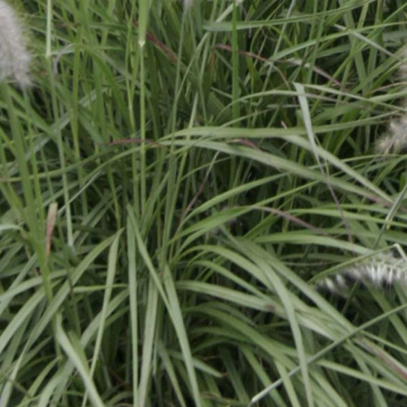 Pennisetum orientale (Folhagem)